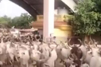 印度数千头奶牛“入侵”政府大楼