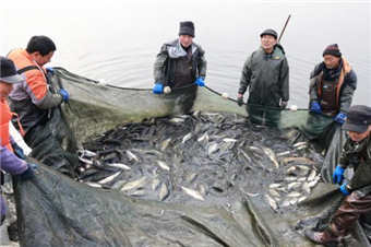 魚躍人歡慶新年 冬季捕魚迎豐收