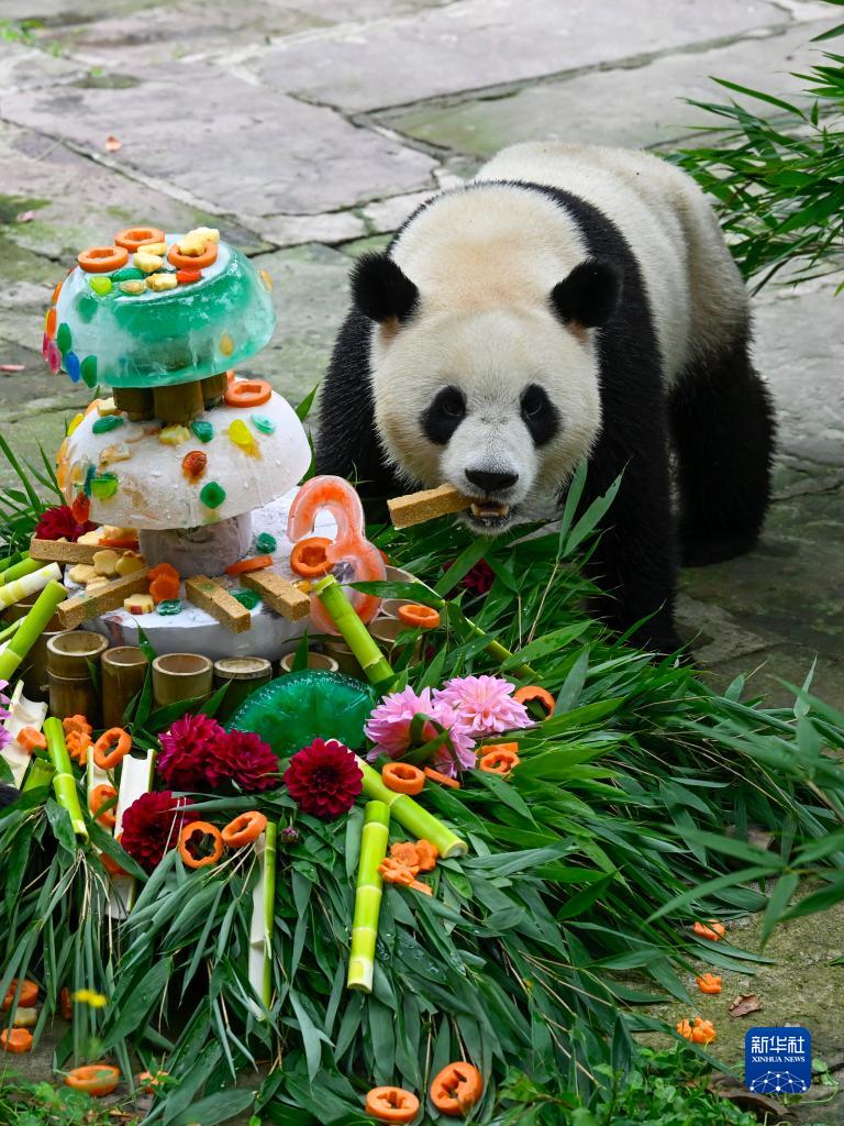 四川雅安：庆祝大熊猫三岁 发布音乐数字收藏