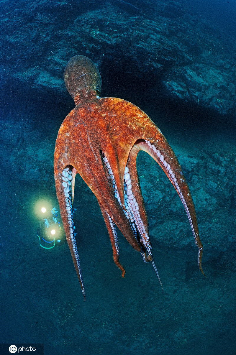 摄影师潜水偶遇世界最大章鱼庞然大物好奇心十足对相机自拍