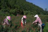 云南峨山：千亩玫瑰助山区农户致富