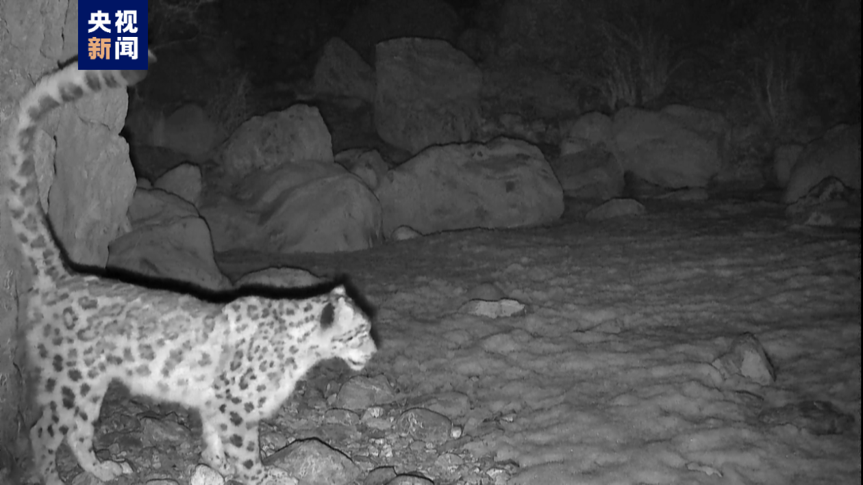 青海囊谦：红外相机多次记录到国家一级保护动物金钱豹