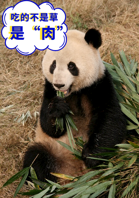 胸有成竹、勇攀高峰、一举高中！熊猫家族们给考生送祝福啦