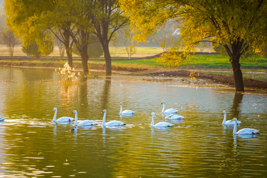 山西运城：黄河湿地白天鹅栖息越冬