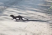 美国佛罗里达州一水貂罕见被拍到拖着一条蛇过马路