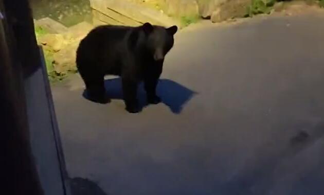 美国一名度假者友好地跟黑熊打招呼 熊却吼叫着冲向他