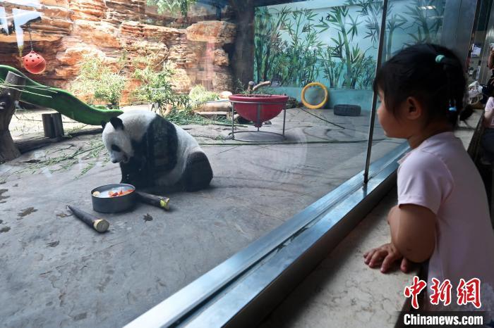 河北多地高温 动物园为大熊猫提供冰块、空调