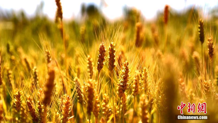 青海最大农业区 万亩麦浪现丰收盛景
