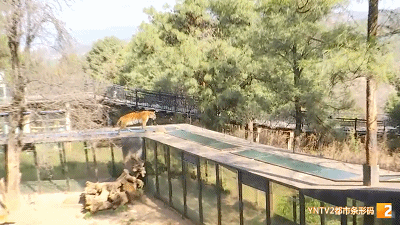 老虎在游客头顶漫步引热议！云南野生动物园回应