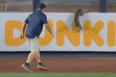 美国一只猫咪闯入棒球场 “飞檐走壁”躲避抓捕