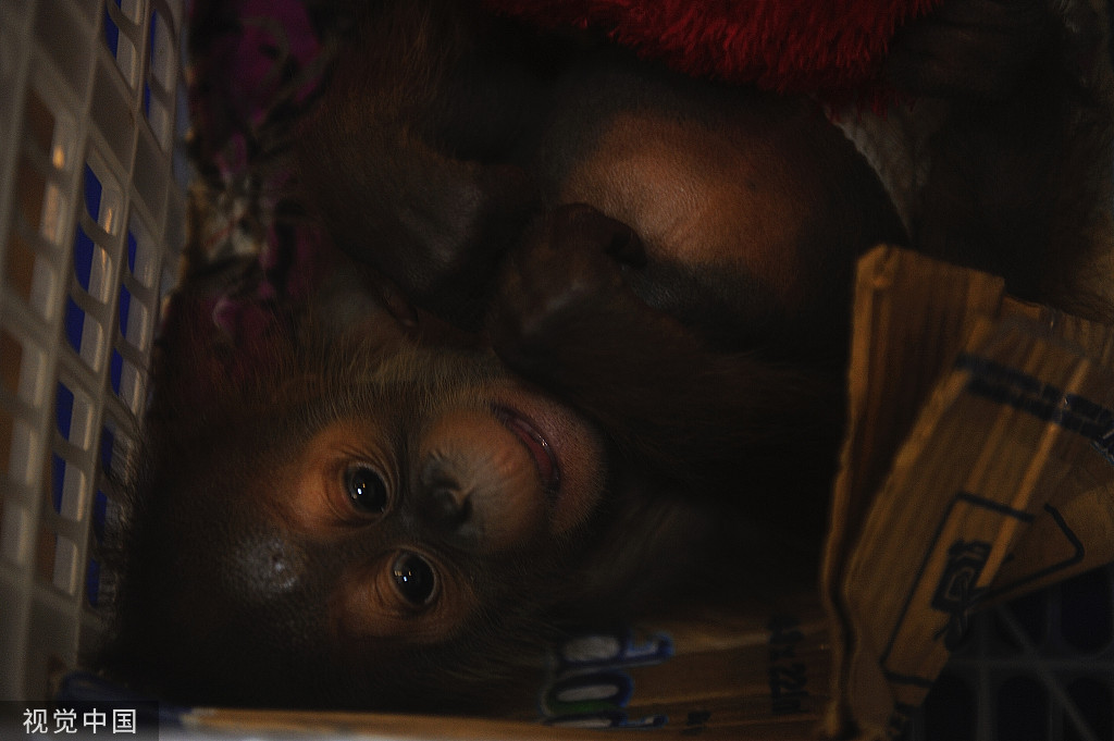 印尼警方打击野生动物非法交易 营救苏门答腊猩猩幼崽