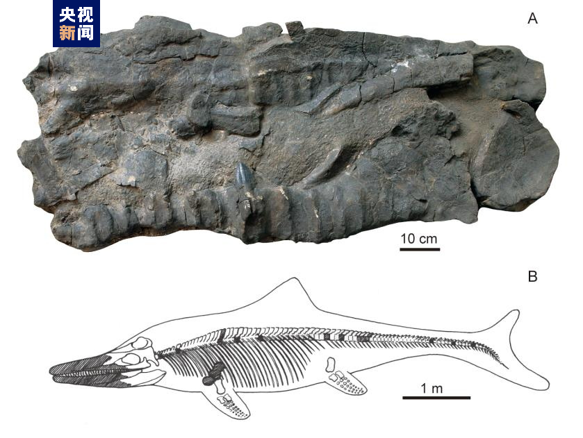 时隔近60年 巨型鱼龙化石再次现身喜马拉雅