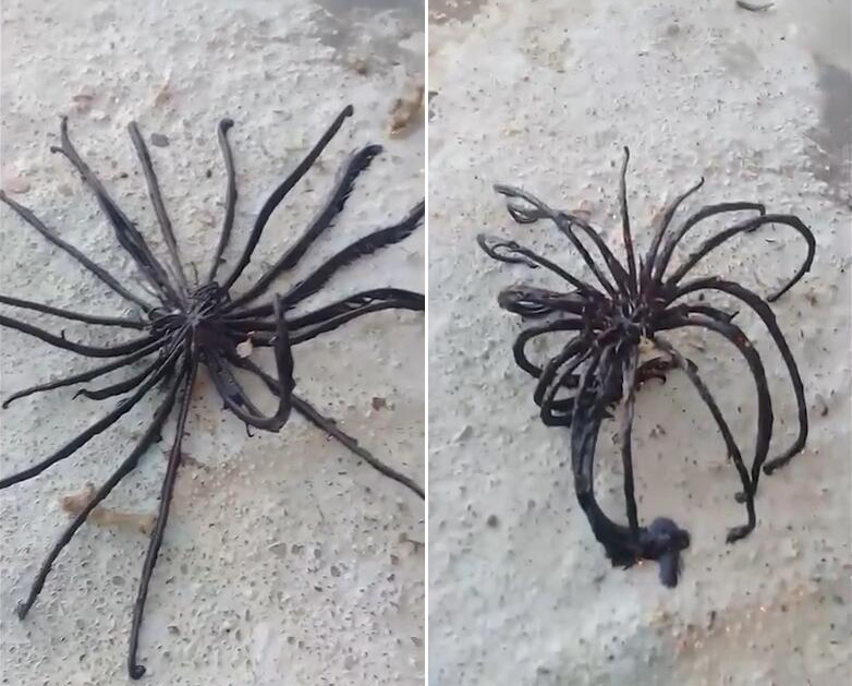 泰国渔民捕到怪异海洋生物 有十几条腿酷似蜘蛛