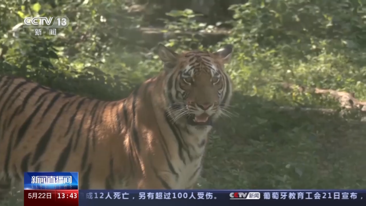 种群再扩大 华南虎保护又有好消息！