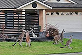 澳大利亚一群袋鼠站在居民家门口 其中两只互相拳击