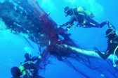 西班牙一12米长座头鲸被非法漂网困住