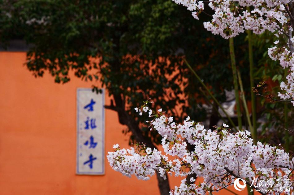 南京:鸡鸣寺路的樱花年年观者如潮