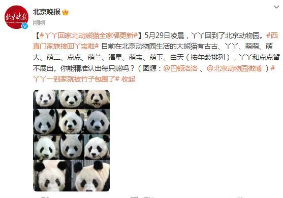 丫丫回家 北京动物园熊猫全家福更新