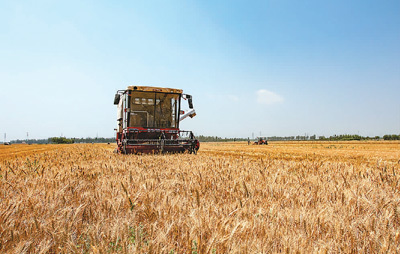 全国已收获冬小麦超2.5亿亩，进度过八成——麦收忙，夏粮稳