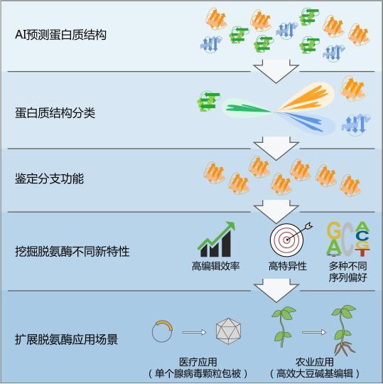 中国科学家成功开发系列新型碱基编辑工具 应用前景广阔