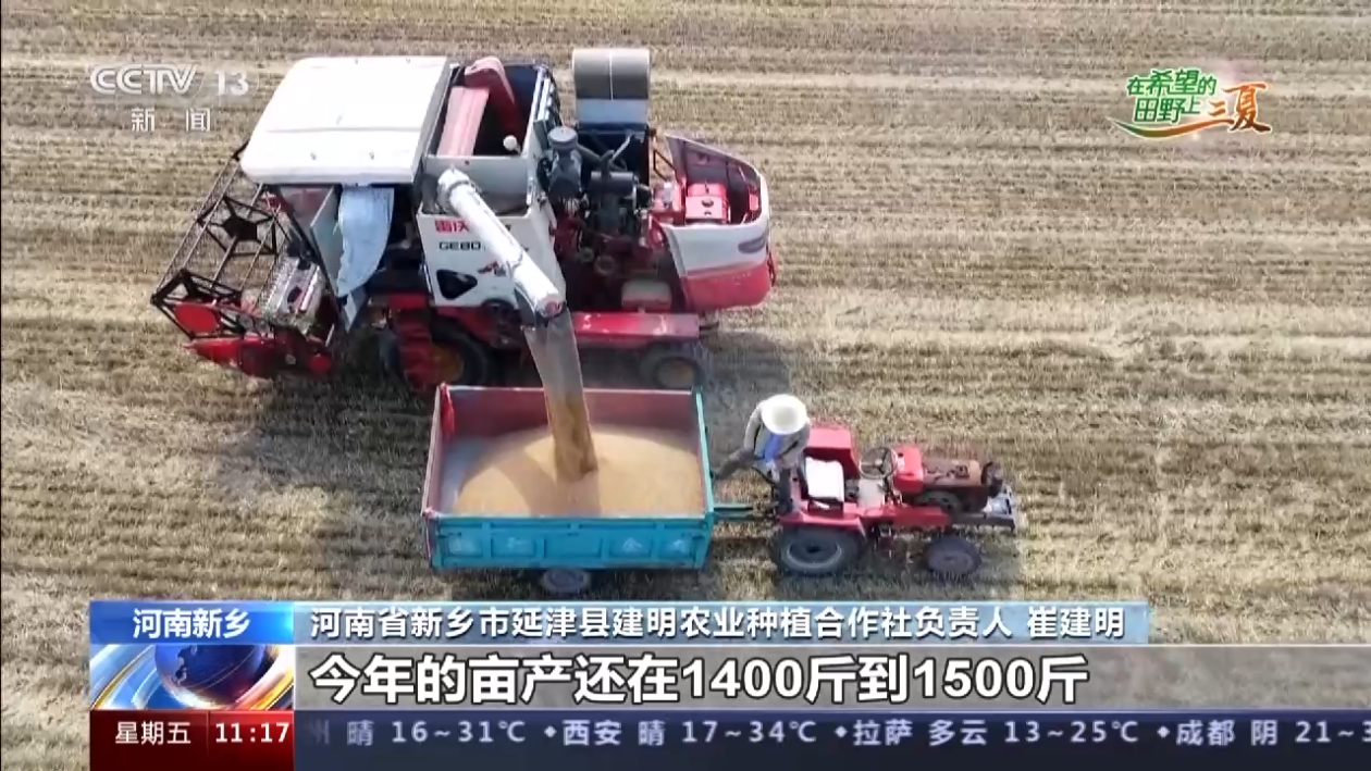 收麦啦！河南新乡621万亩小麦迎来农机抢收
