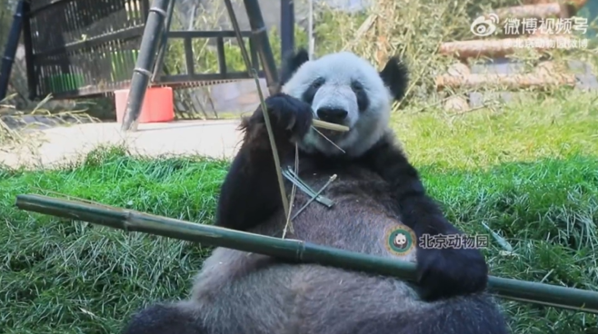 大熊猫“丫丫”最新吃播视频来啦！吃新鲜竹子好香甜！