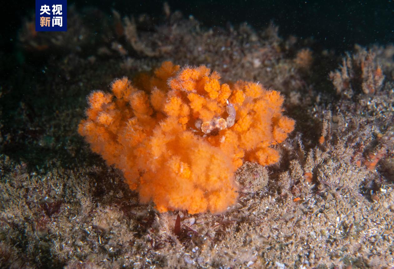 重大发现！浙江发现省内迄今面积最大的穗软珊瑚群落