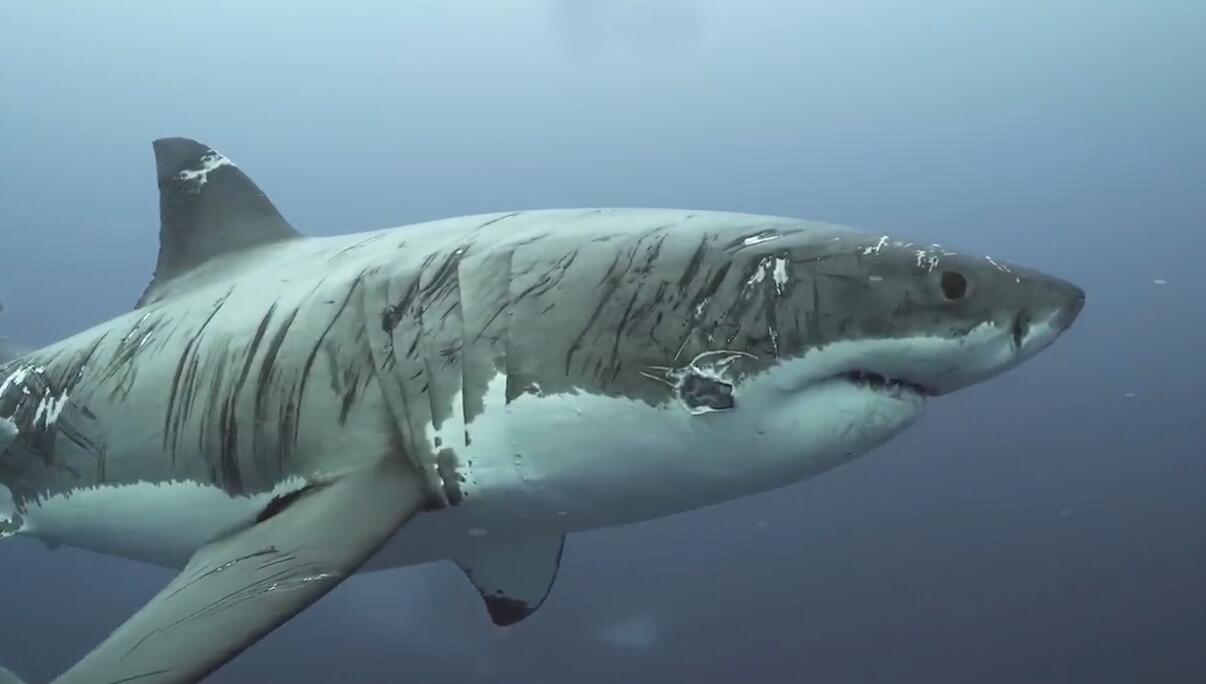 大白鲨平静地从摄影师身边游过,迪恩说他以前从没见过受伤如此严重的
