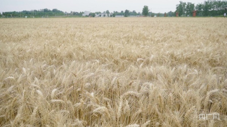 知识落“地”助丰收 耕地质量提升示范田小麦增产53.6%