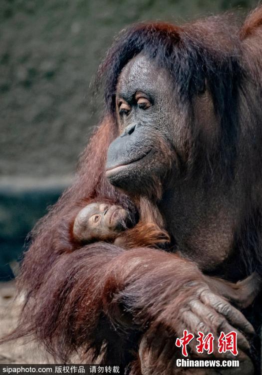 濒危婆罗洲猩猩顺利分娩怀抱宝宝温馨动人