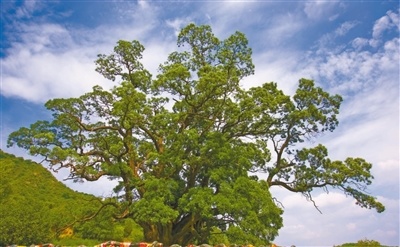 开展健康评估、支撑加固、有害生物防治等，各地多措并举——科学守护古树名木（美丽中国·关注古树保护）
