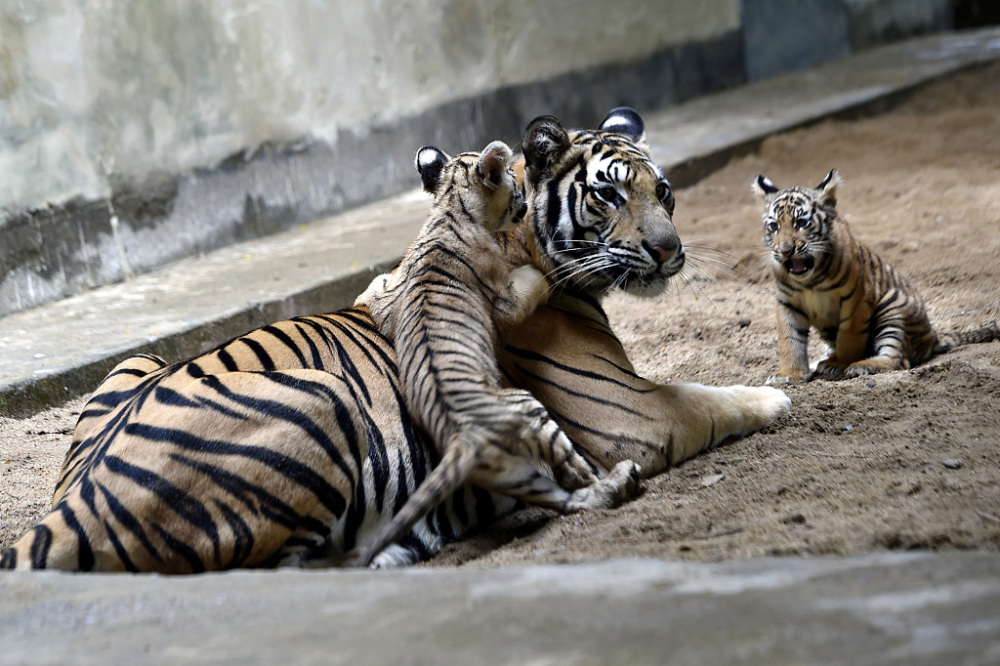 孟加拉动物园诞生两只孟加拉虎幼崽与母虎亲密玩耍