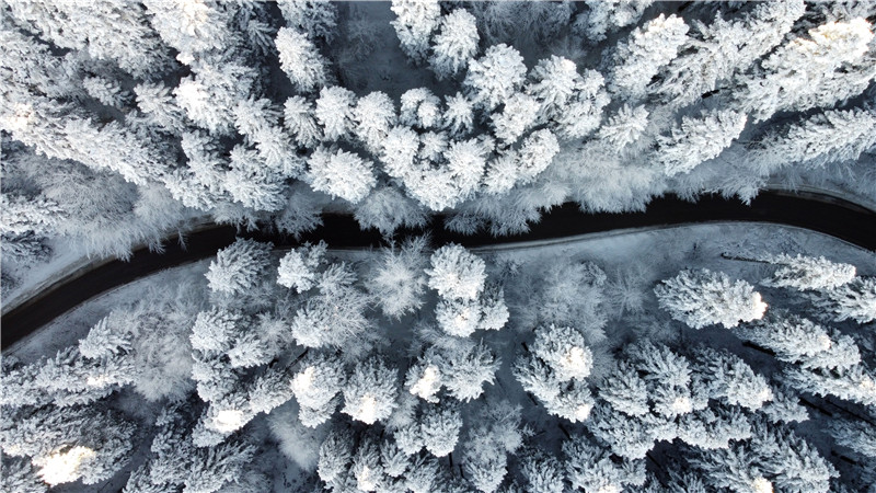 土耳其博卢银装素裹 树木被积雪覆盖宛如画卷