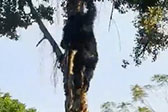 黑猩猩爬树