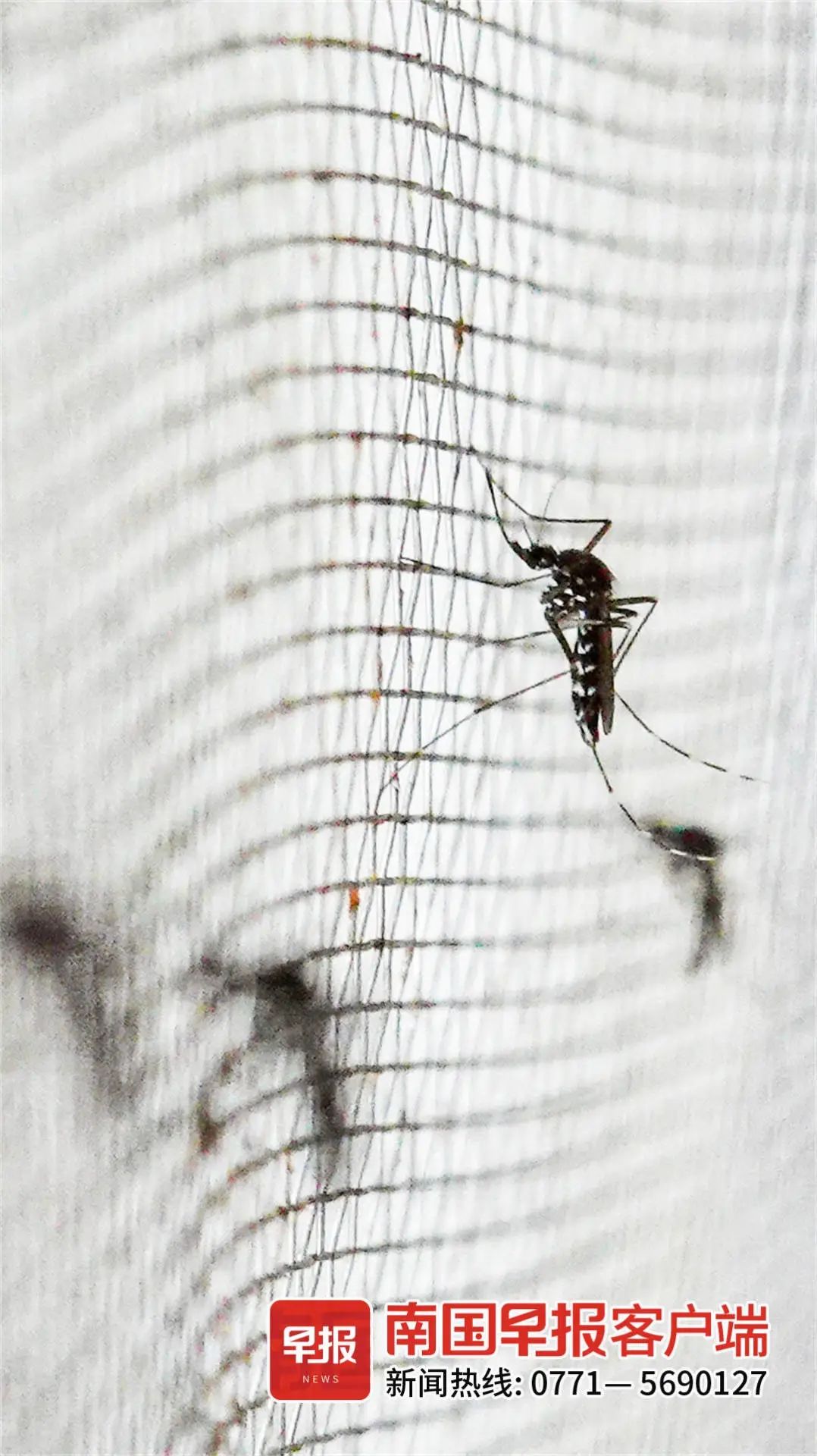 看来今年广西蚊子少了？真相有点刺心！