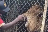 牙买加一管理员把手伸进铁笼逗弄雄狮，被咬掉手指