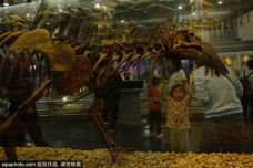 北京自然博物馆实现立体化展陈 让观众畅享大自然神奇之旅