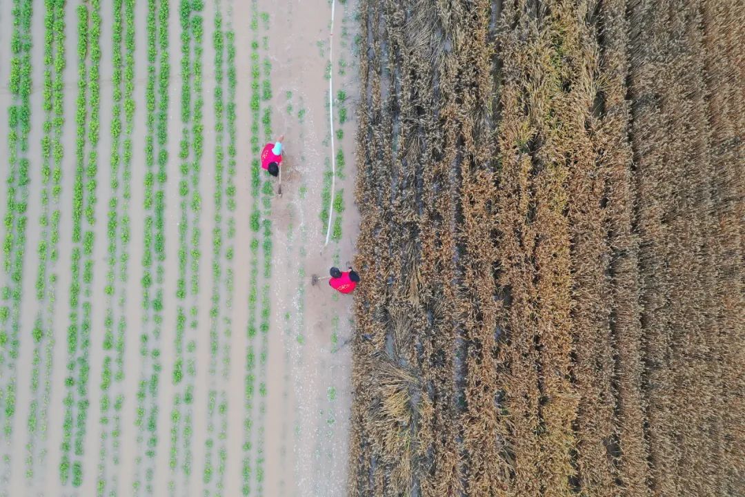 遭遇“烂场雨”的河南小麦，怎么样了？