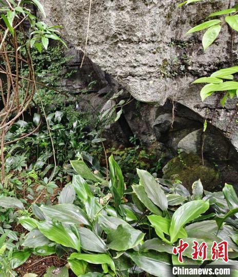 销声匿迹70余年 广西发现岩溶特有珍稀植物野外活体植株
