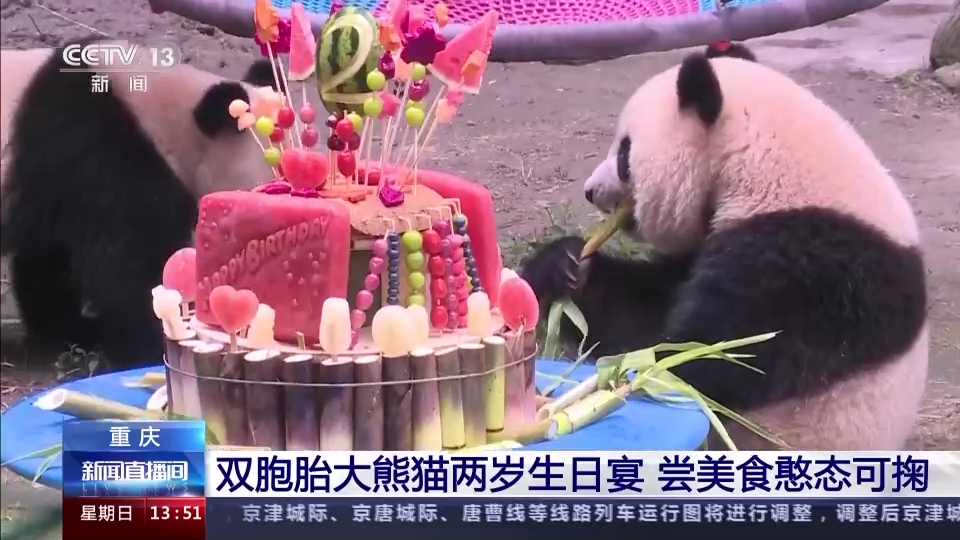 萌翻众人！大熊猫生日“吃席”名场面来了
