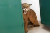巴西一男孩在学校上厕所时突遇美洲狮对其咆哮