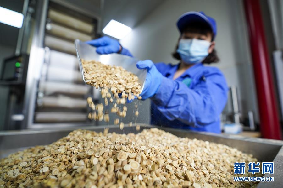 开州区的重庆融康堂药业有限公司工人在中药材生产设备的进料口添加