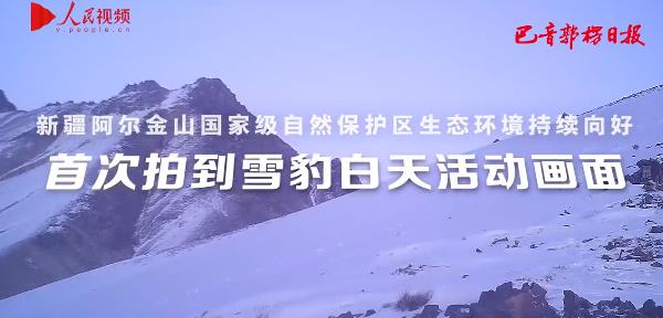 新疆阿尔金山首次拍到雪豹白天活动画面