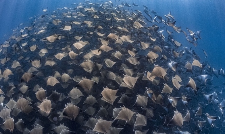 摄影师水下拍摄蝠鲼聚集迁徙 浩浩荡荡画面震撼