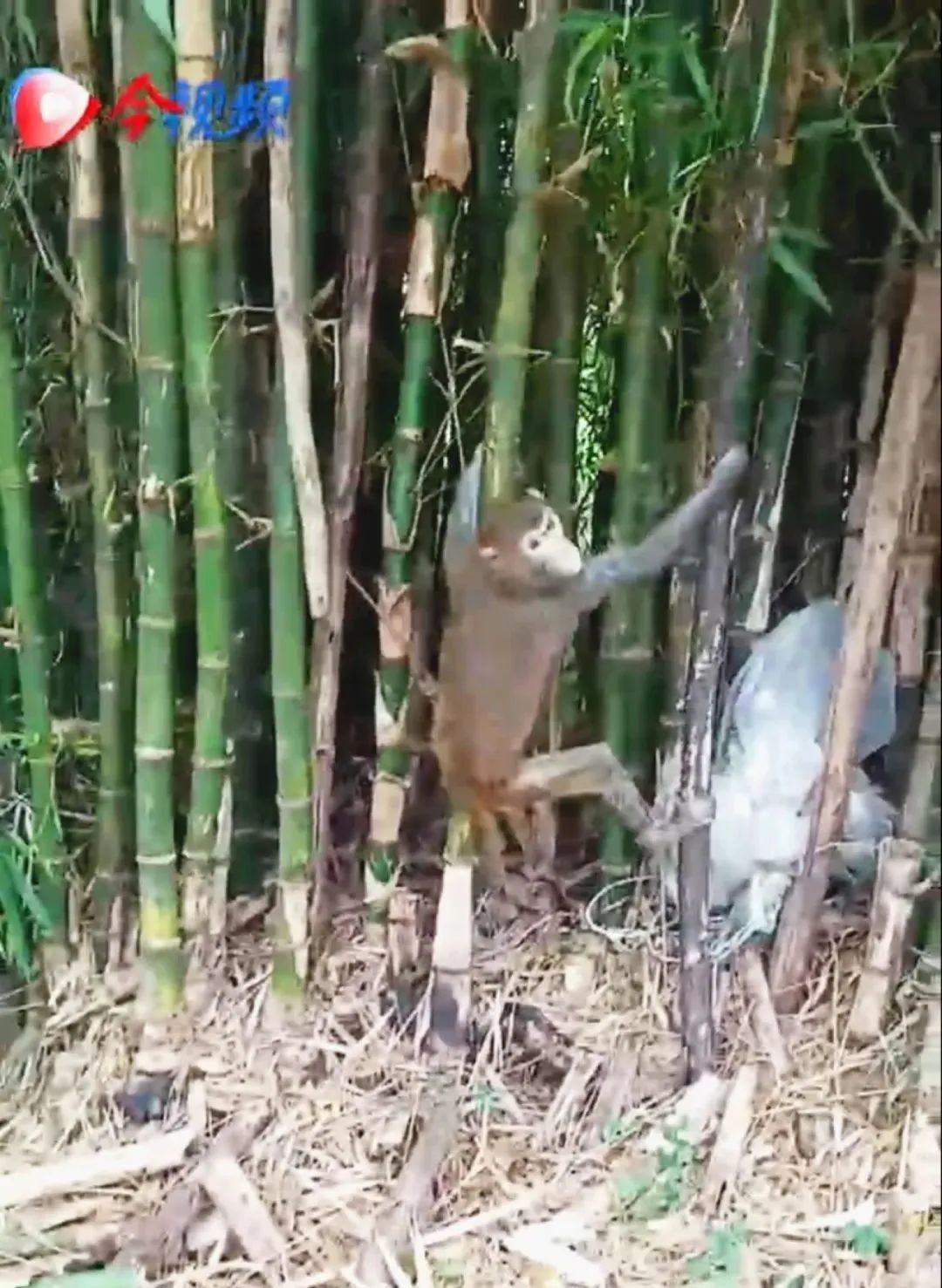 “猴哥”“大师兄”出山，在柳州吃自助餐！日子过得“猴”潇洒！