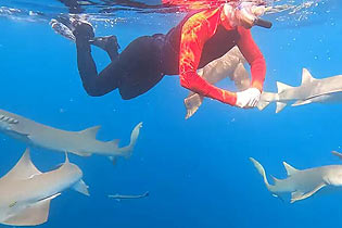 摄影师马尔代夫与鲨鱼一起潜水 差点被鲨鱼咬手