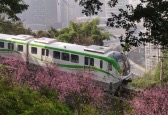 重庆轨道列车穿行粉色花海