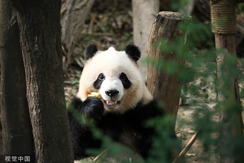 成都：大熊猫奇一谐音“七一” 迎来6岁生日