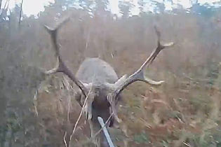 波兰一名猎人狩猎时被受惊的鹿袭击 眼睛被刺伤