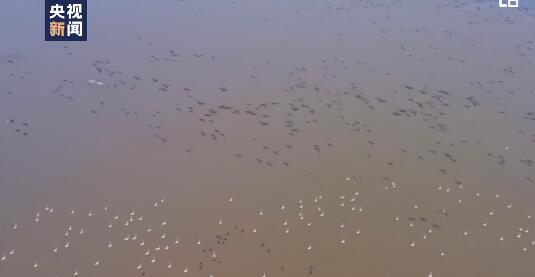 天津：官港湖湿地迎来4000多只候鸟 看超美羽翼！